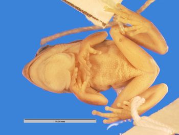 Media type: image; Herpetology A-57294
